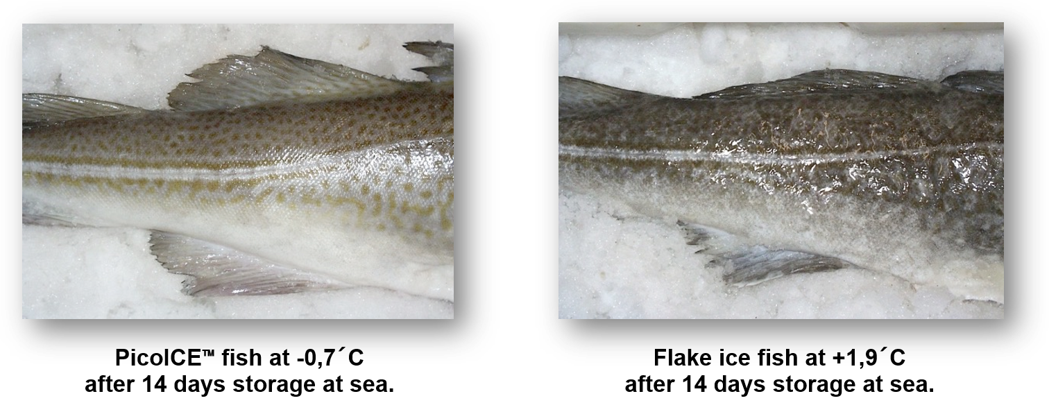 PicoICE Fish vs Flake ice Fish
